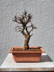 Japanische Ulme - Zelkove nire