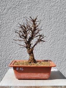 Japanische Ulme - Zelkove nire