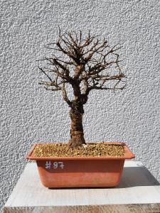 Japanische Ulme - Zelkove nire