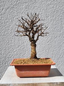Japanische Ulme - Zelkove nire