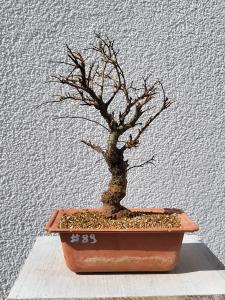 Japanische Ulme - Zelkove nire