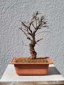 Japanische Ulme - Zelkove nire