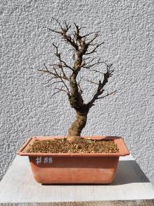 Japanische Ulme - Zelkove nire