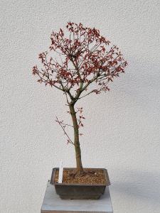 Fächerahorn - Acer katsura