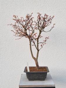 Fächerahorn - Acer katsura