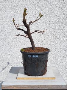 Quitte - Pseudocydonia sinensis