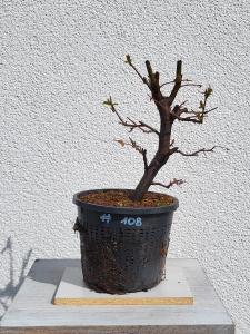 Quitte - Pseudocydonia sinensis