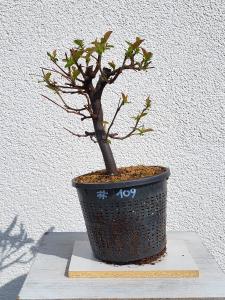 Quitte - Pseudocydonia sinensis