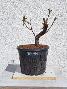 Quitte - Pseudocydonia sinensis