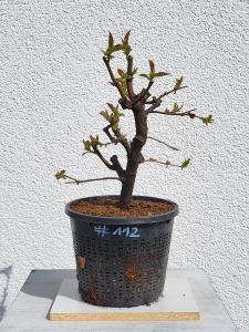 Quitte - Pseudocydonia sinensis
