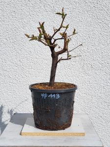Quitte - Pseudocydonia sinensis