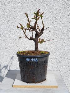 Quitte - Pseudocydonia sinensis