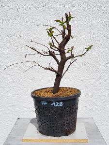 Quitte - Pseudocydonia sinensis