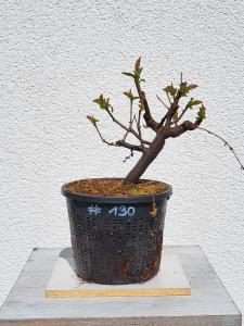 Quitte - Pseudocydonia sinensis