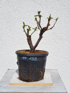 Quitte - Pseudocydonia sinensis