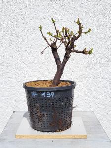 Quitte - Pseudocydonia sinensis
