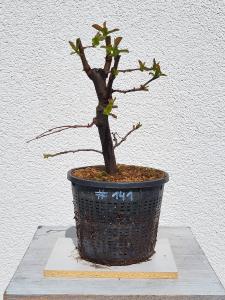 Quitte - Pseudocydonia sinensis