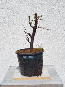 Quitte - Pseudocydonia sinensis