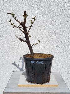 Quitte - Pseudocydonia sinensis