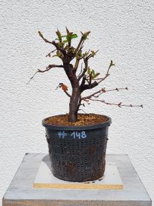 Quitte - Pseudocydonia sinensis
