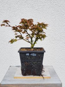 Löwenkopfahorn - Acer shishigashira