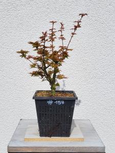 Löwenkopfahorn - Acer shishigashira