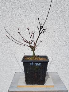 Fächerahorn - Acer deshojo