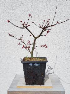 Fächerahorn - Acer deshojo