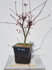 Fächerahorn - Acer deshojo