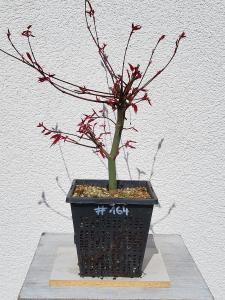 Fächerahorn - Acer deshojo