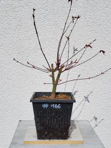 Fächerahorn - Acer deshojo