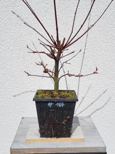 Fächerahorn - Acer deshojo