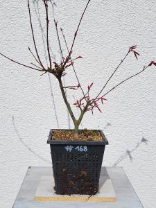 Fächerahorn - Acer deshojo