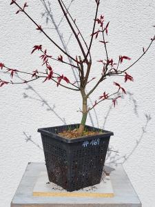 Fächerahorn - Acer deshojo