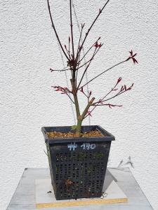 Fächerahorn - Acer deshojo