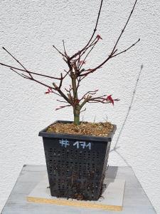 Fächerahorn - Acer deshojo