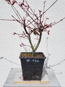 Fächerahorn - Acer deshojo