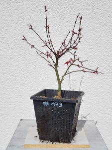 Fächerahorn - Acer deshojo