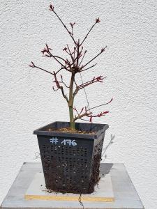 Fächerahorn - Acer deshojo