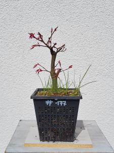 Fächerahorn - Acer deshojo