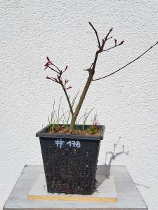 Fächerahorn - Acer deshojo