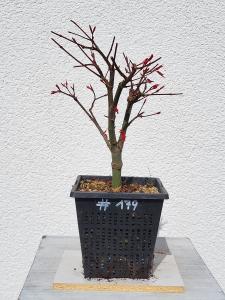 Fächerahorn - Acer deshojo