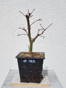 Fächerahorn - Acer deshojo