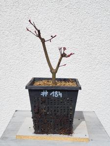 Fächerahorn - Acer deshojo