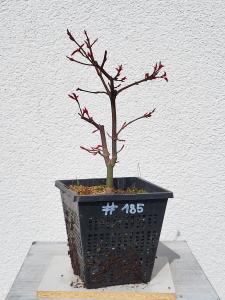 Fächerahorn - Acer deshojo