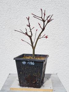 Fächerahorn - Acer deshojo