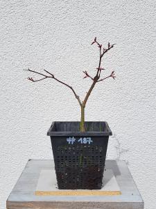 Fächerahorn - Acer deshojo