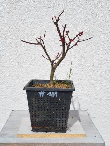 Fächerahorn - Acer deshojo