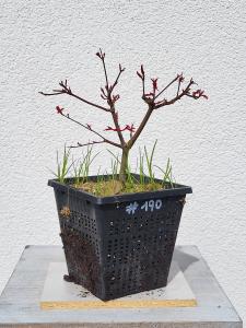 Fächerahorn - Acer deshojo