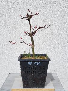 Fächerahorn - Acer deshojo